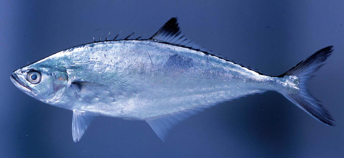 アジ科の魚図鑑 その3 (最終回)～アジとつかないアジの仲間～ | つり人